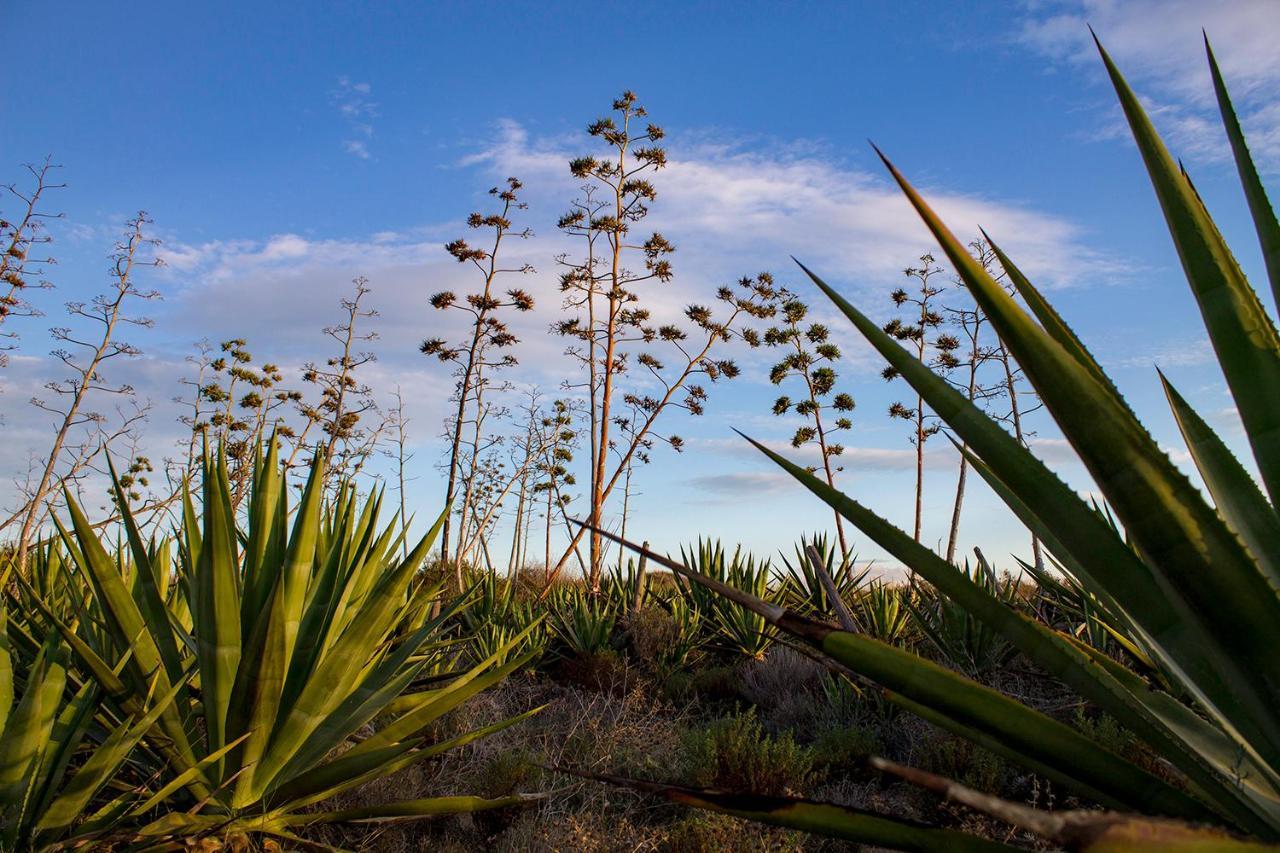 La Palmera. El Amanecer En El Parque Natural Агуа Амарга Екстериор снимка